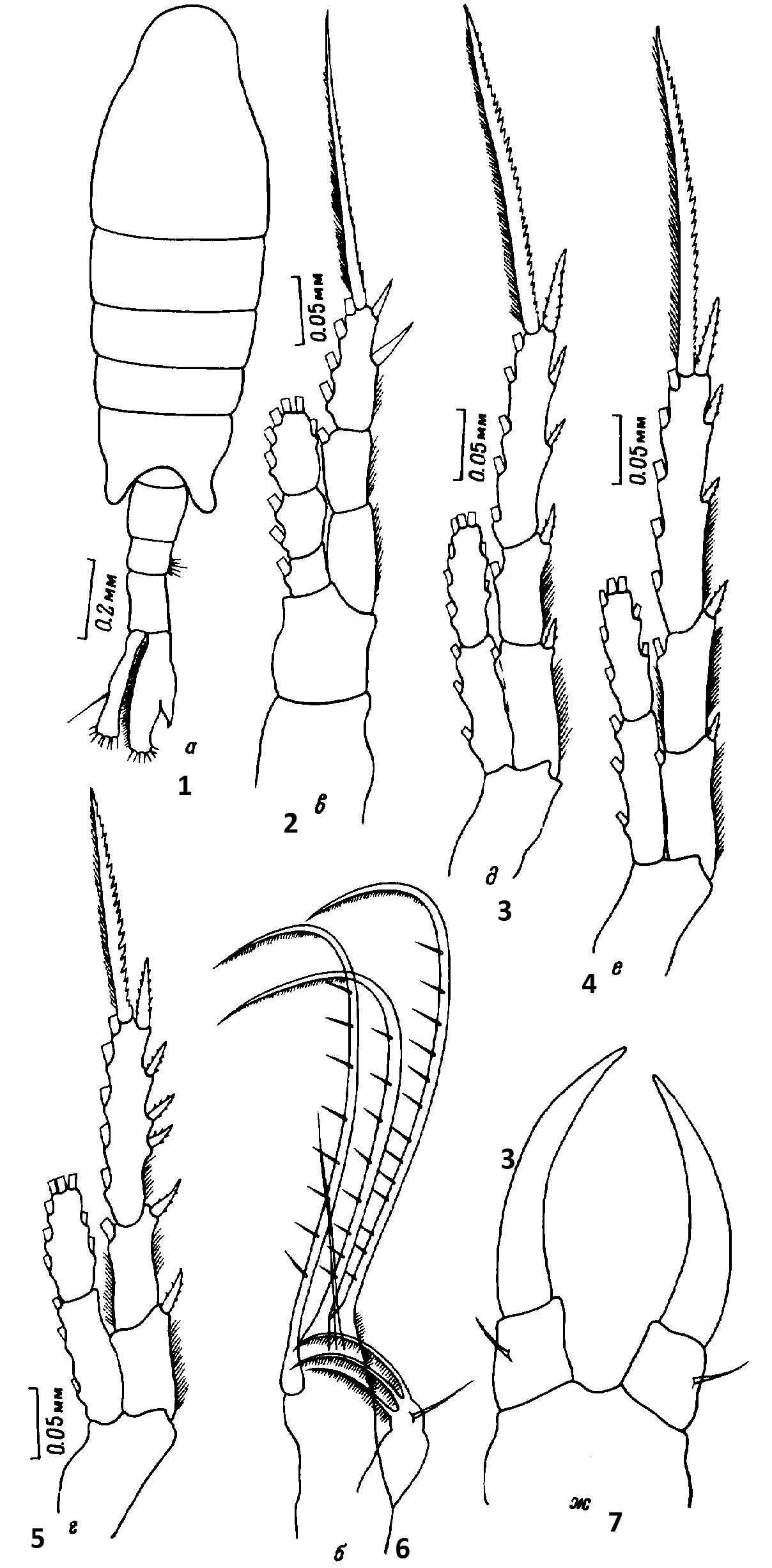 Species Tortanus (Boreotortanus) discaudatus - Plate 13 of morphological figures